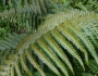 Dryopteris affinis image