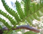 Dryopteris arguta image