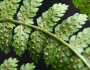 Dryopteris carthusiana image