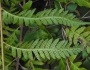 Dryopteris celsa image