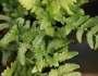 Dryopteris championii image