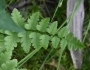 Dryopteris cristata image