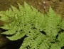 Dryopteris dilatata image