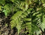 Dryopteris erythrosora image