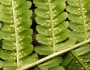 Dryopteris filix-mas image