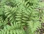 Dryopteris goldieana image