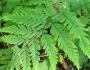 Dryopteris goeringiana image