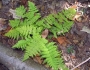 Dryopteris intermedia image