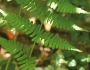 Dryopteris marginalis image