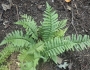 Dryopteris tokyoensis image