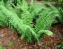 Dryopteris wallichiana image