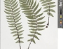 Dryopteris xanthomelas image