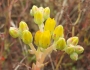 Dudleya caespitosa image