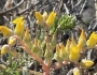 Dudleya cymosa image