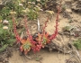 Dudleya farinosa image