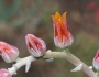 Dudleya lanceolata image