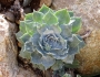 Dudleya pulverulenta image