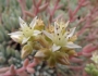 Dudleya virens image