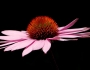 Echinacea angustifolia image