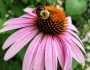 Echinacea pallida image