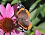 Echinacea purpurea image