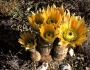 Echinocereus dasyacanthus image