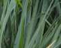 Elymus glaucus image