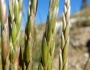 Elymus violaceus image