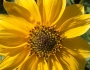 Encelia californica image