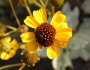 Encelia farinosa image