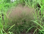 Eragrostis spectabilis image