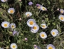 Erigeron divergens image