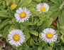 Erigeron glaucus image