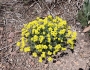 Eriogonum umbellatum image