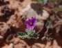 Erodium texanum image