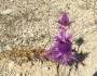 Eryngium leavenworthii image