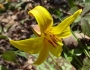 Erythronium americanum image