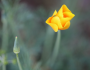 Eschscholzia californica image