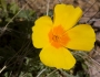 Eschscholzia californica subsp. mexicana image