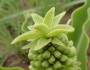 Eucomis autumnalis image