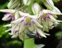 Eucomis bicolor image