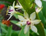 Eucomis comosa image