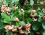 Euonymus japonicus image