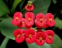 Euphorbia milii image