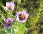 Eustoma exaltatum subsp. russellianum image