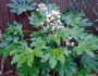 Fatsia japonica image