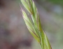 Festuca californica image