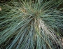 Festuca glauca image