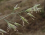 Festuca rubra image