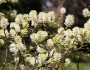 Fothergilla gardenii image